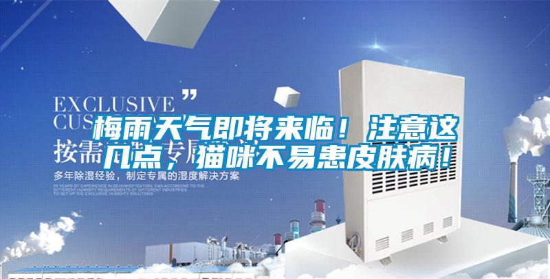 梅雨天氣即將來(lái)臨!注意這幾點(diǎn),貓咪不易患皮膚病!