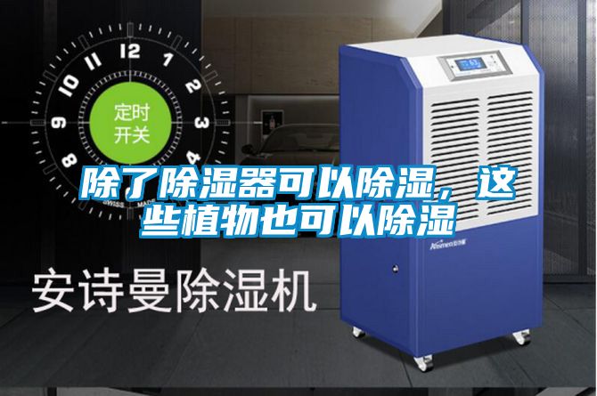 除了除濕器可以除濕,這些植物也可以除濕